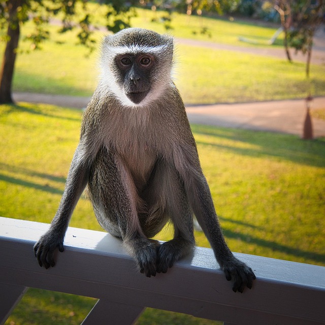 Free Aftica Monkey photo and picture