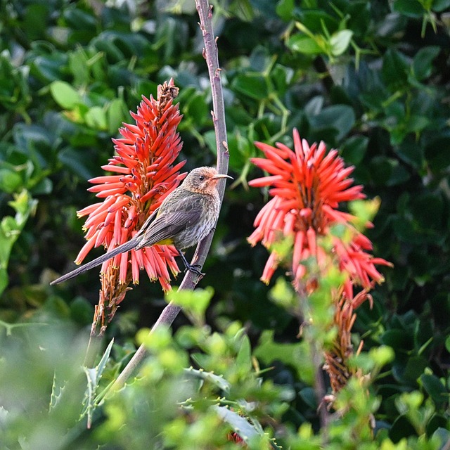 Free Cape Of Good Hope Bird photo and picture
