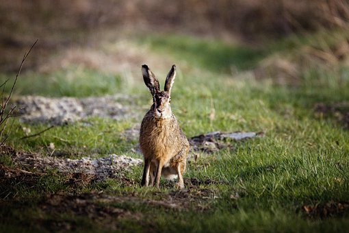 Free Rabbit Bunny photo and picture