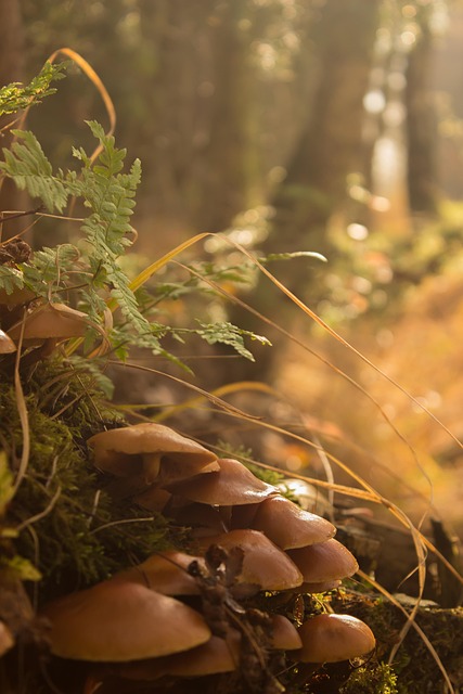 Free Fall Mushrooms photo and picture