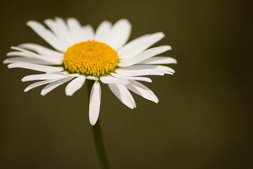 Free Flower Daisy photo and picture