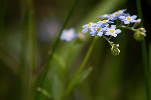 Free Flowers Forget Me Not photo and picture