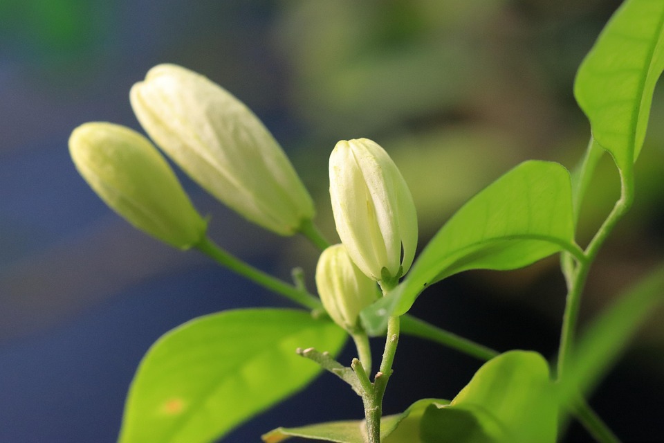 Jasmine Flower Plant White Free photo on Pixabay Pixabay