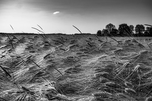 Los Campos, Trigo, Cebada, Agricultura