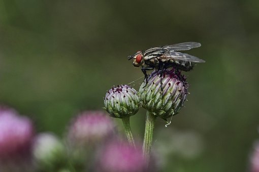 Planter, Knop, Kødædende, Insekt