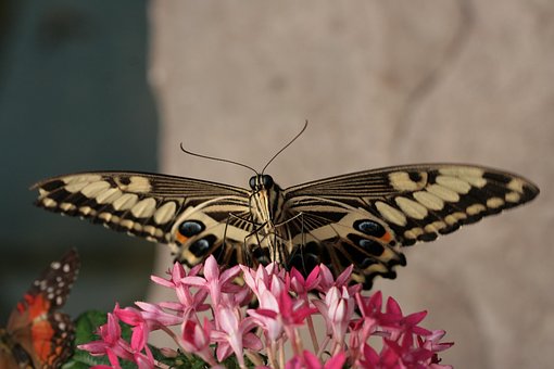 Sommerfugl, Blomst, Plante, Insekt