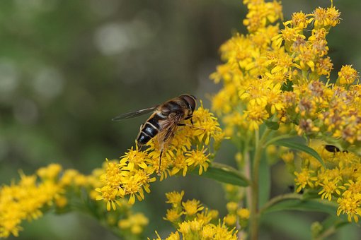 Plante, Guldrod, Blomstre, Svæve Flyve