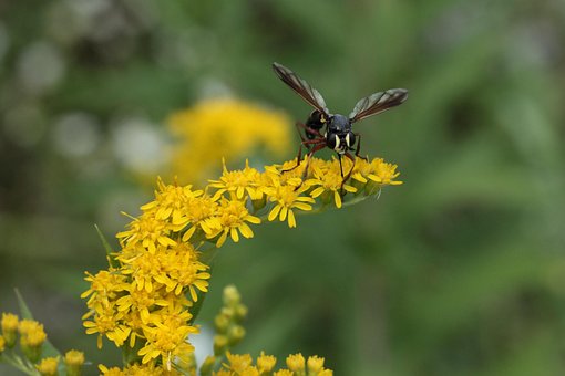 Veps, Insekt, Gullrod, Blomstre, Bloom