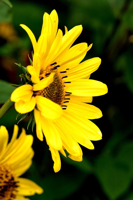 Free Sunflower Shrub photo and picture