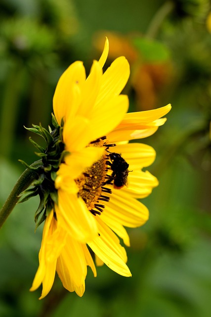 Free Sunflower Plant Yellow photo and picture