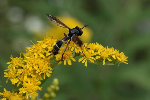 Plante, Blomstre, Plantehveps, Insekt