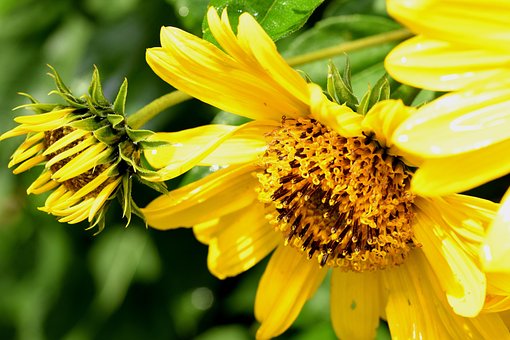 Free Sunflower Yellow photo and picture