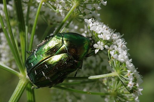 Plante, Skærmblomster, Rosenbille