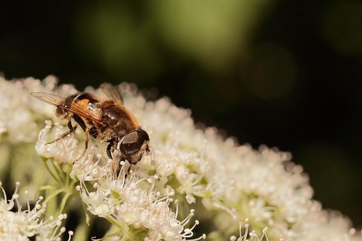 Plante, Blomstre, Svæve Flyve, Insekt