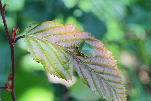 Plante, Blad, Stank Bug, Insekt