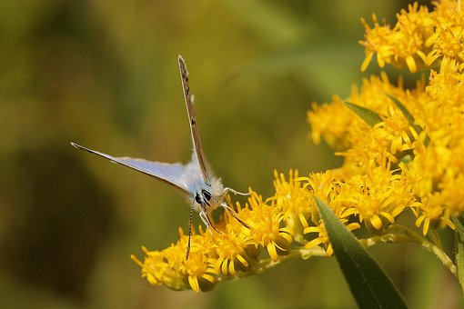 Plante, Guldrod, Blomstre, Sommerfugl