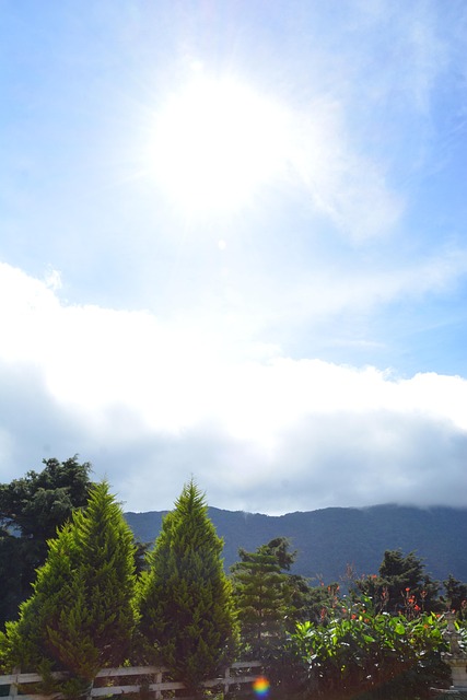 Free Tree Landscape photo and picture