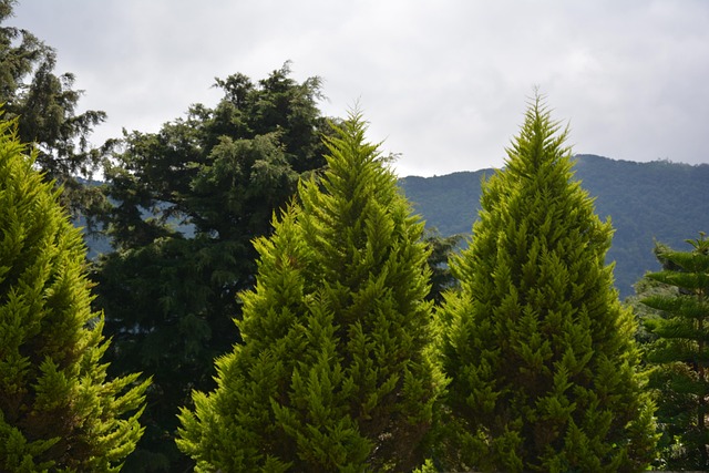 Free Tree Nature photo and picture