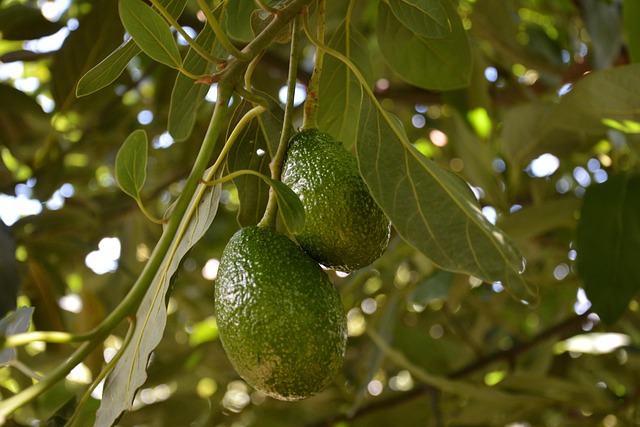 Free Avocado Planting photo and picture