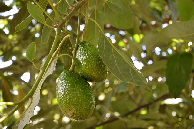 Free Avocado Planting photo and picture