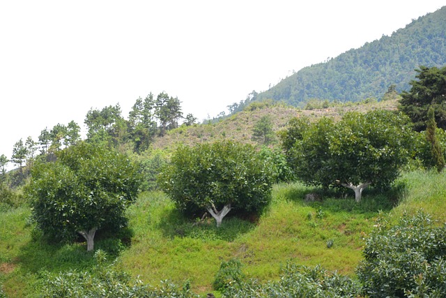 Free Planting Nature photo and picture