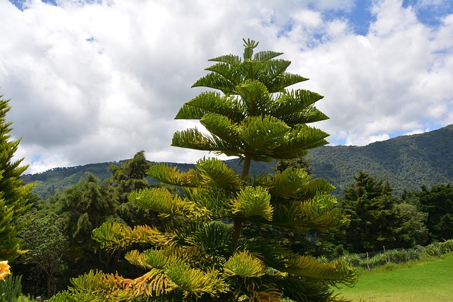 Free Tree Landscape photo and picture