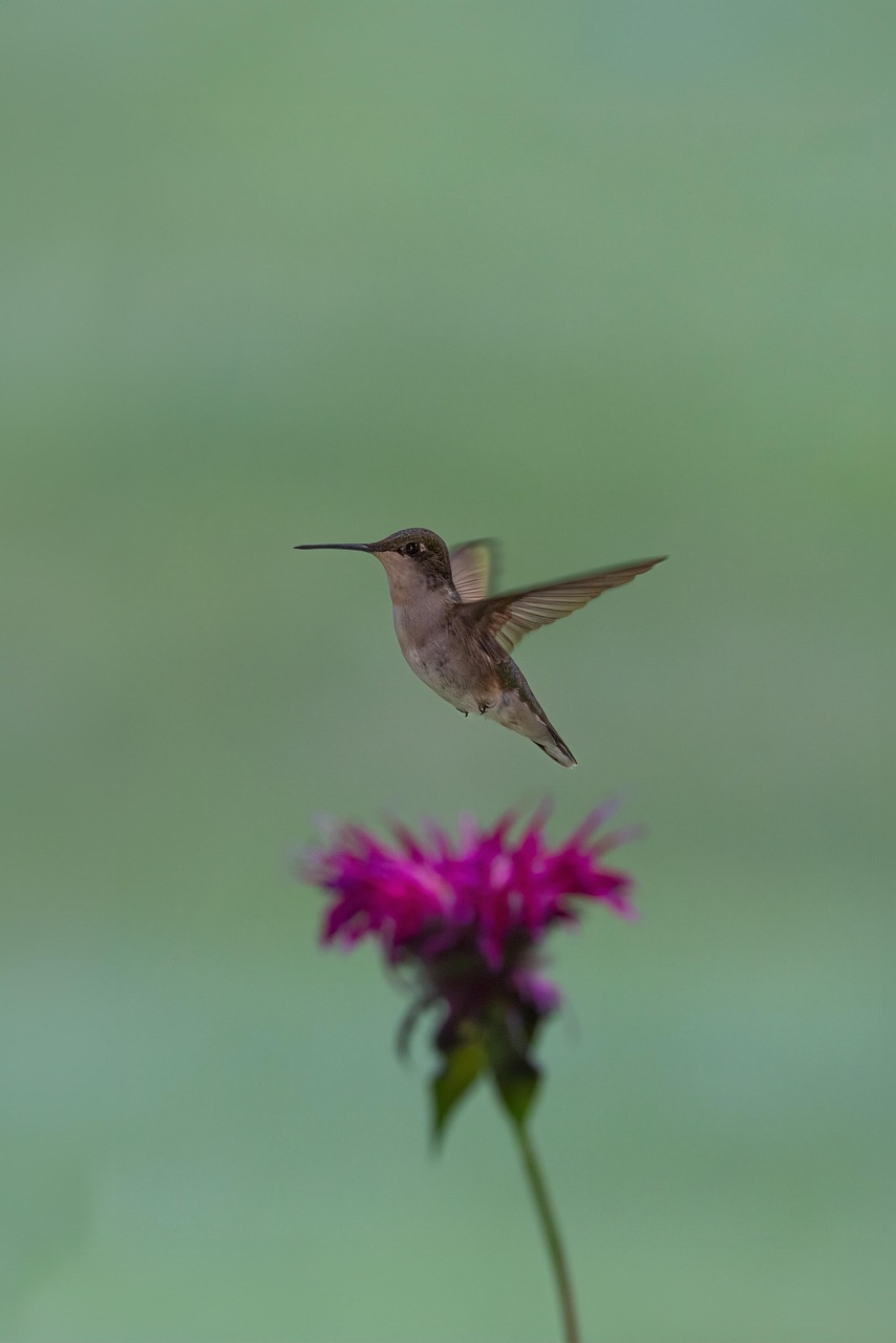 Bird Hummingbird Flying - Free photo on Pixabay - Pixabay
