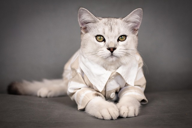 Kat, Katje, Katachtig, Shirt