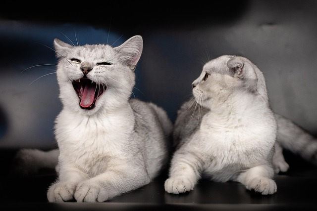 Katze, Kätzchen, Tier, Schotte