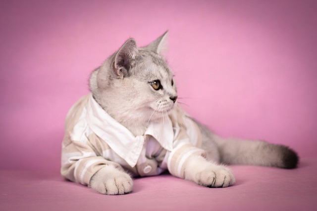 Katze, Kätzchen, Katzen, Shirt
