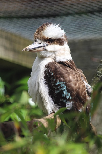 Fugl, Kookaburra, Fjer, Natur, Dyr
