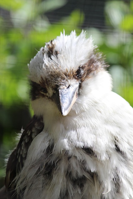 Free Kookaburra Bird photo and picture