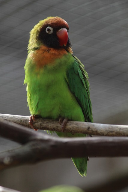 Free Bird Lovebird photo and picture