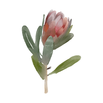 Free Protea Flower illustration and picture