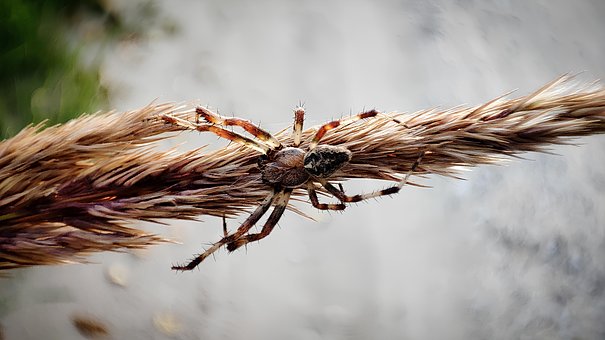 Free Spider Arachnid photo and picture