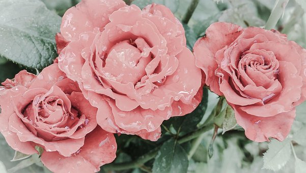 Rose, Kvety, Kvetina, Jemný, Leto, Rosa