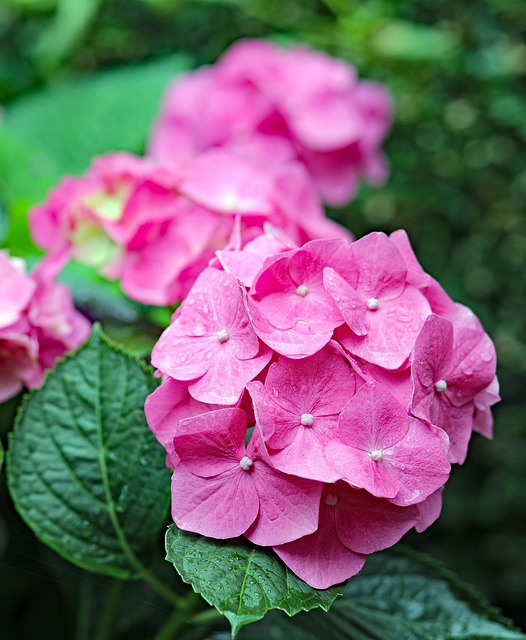 Free Hydrangea Flowers photo and picture