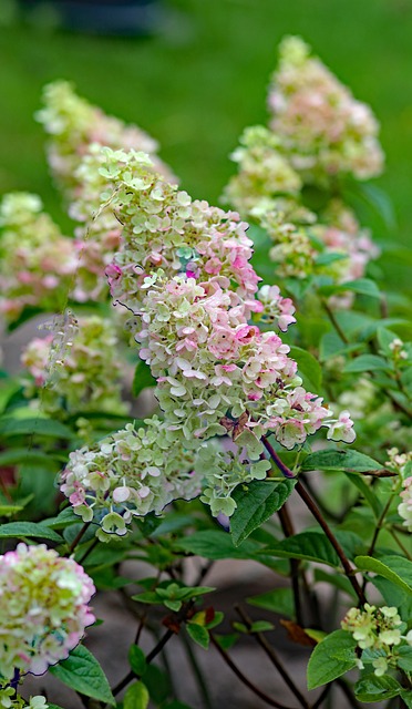 Free Bauer Hydrangea Pink Peasant Hydrangea photo and picture