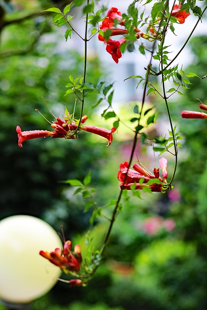 Free Campsis Flower photo and picture