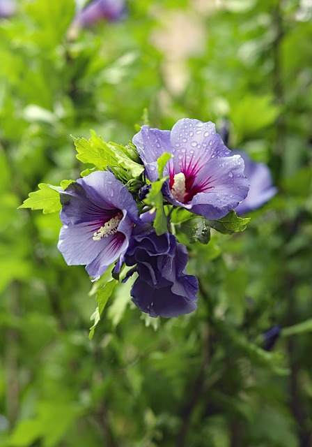Free Hibiscus Flowers photo and picture