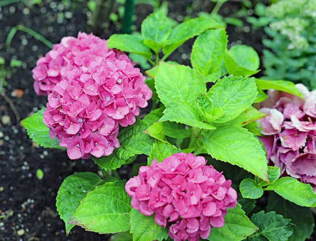 Free Hydrangea Flowers photo and picture