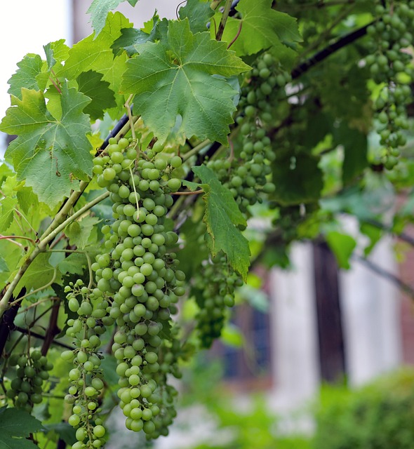Free Grapes Grape Arch photo and picture