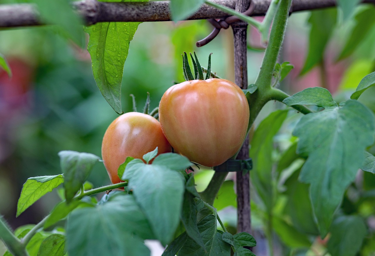 Tomatoes Fruit Plant Free photo on Pixabay Pixabay