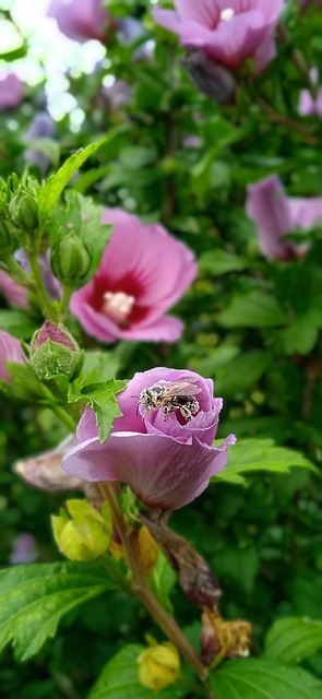 Free Hibiscus Flowers photo and picture