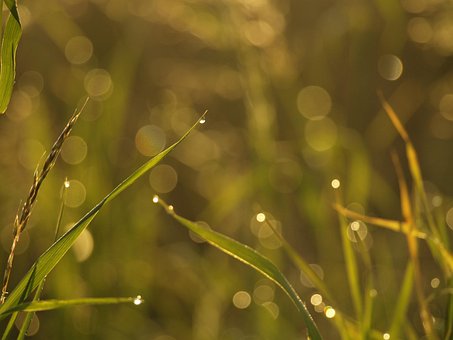 Free Meadow Summer photo and picture