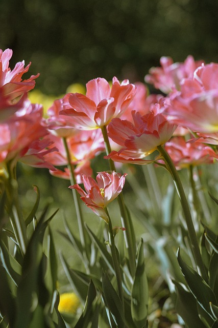 Free Flowers Field photo and picture