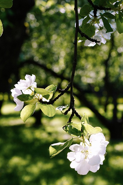 Free Spring Flowers photo and picture
