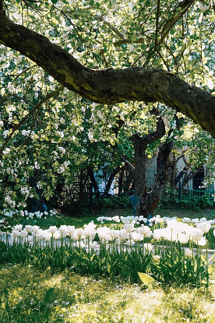 Free Spring Flowers photo and picture