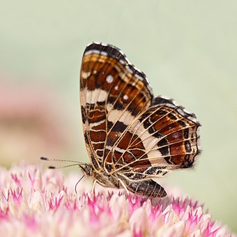 Araschnia Levana, Karte Schmetterling