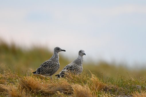 Free Herring Gull Gull photo and picture